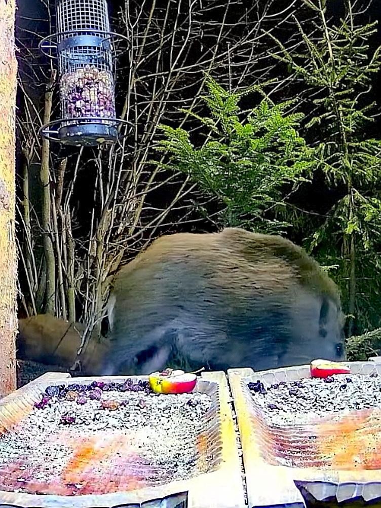 livebirdspoland_539c0a7e3a76c60f87f0c7b6e6b49378.jpg