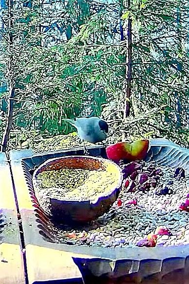 livebirdspoland_4dbcc7b4c2f572a21df1cceafd8cc9e1.jpg