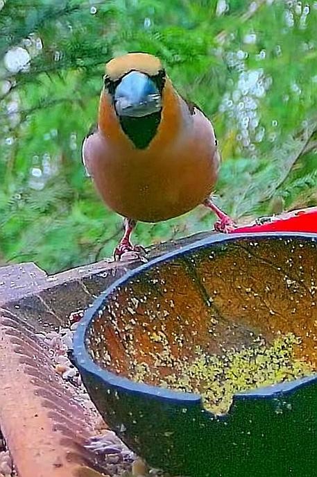 livebirdspoland_6bd0ae425f4745791db40e39d22123ca.jpg
