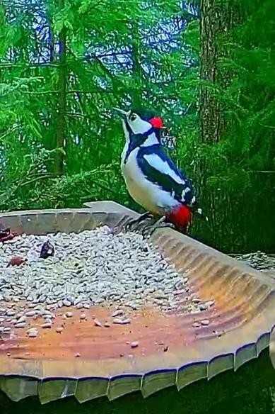 livebirdspoland_c0e7e11221782e1b1aedb62772948a57.jpg