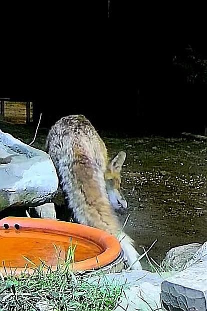 livebirdspoland_552f551af942d75f82324e13e8b1306f.jpg