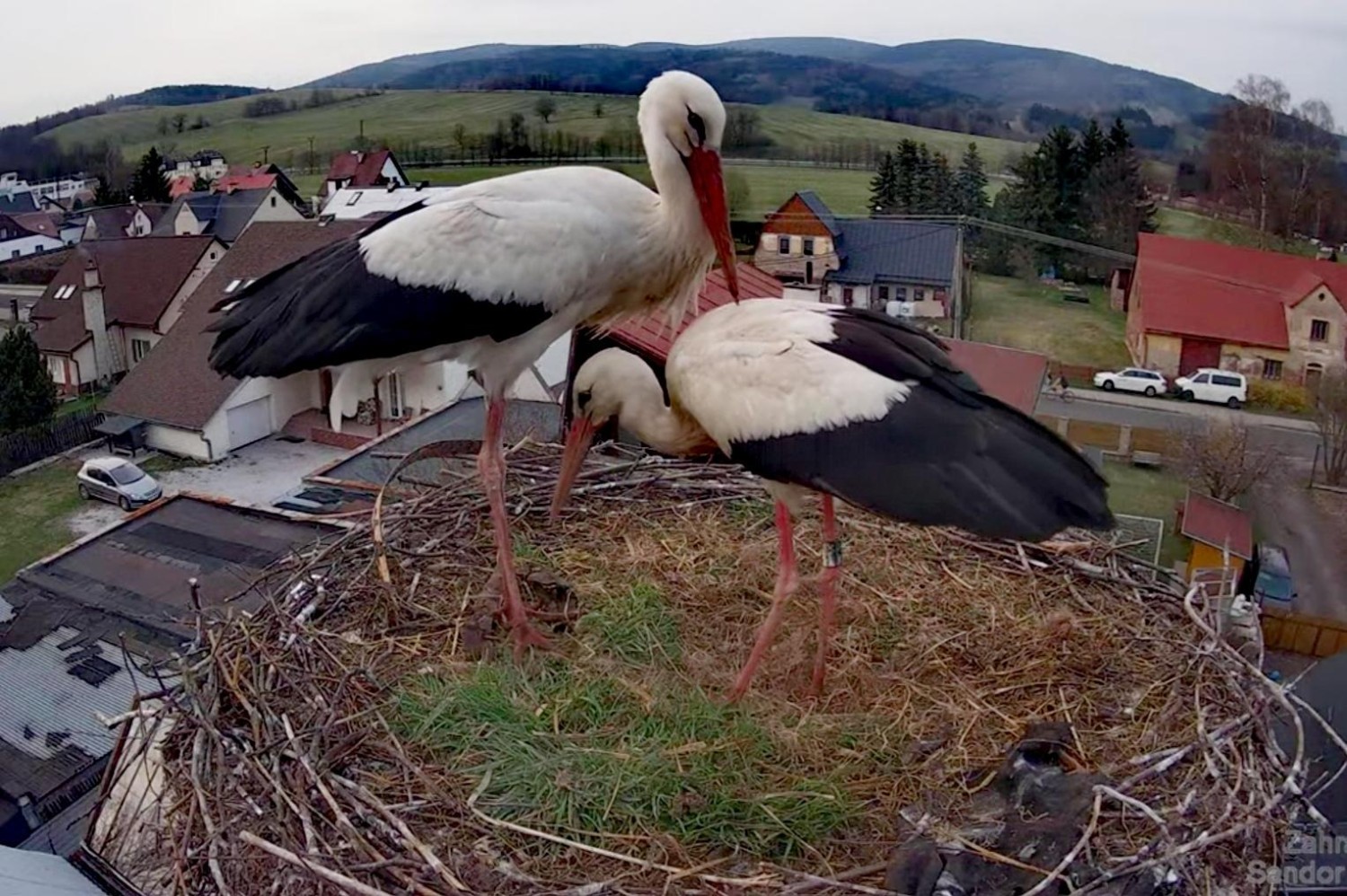 livebirdspoland_de508867cd581f07e3c1975e7364b714.jpg