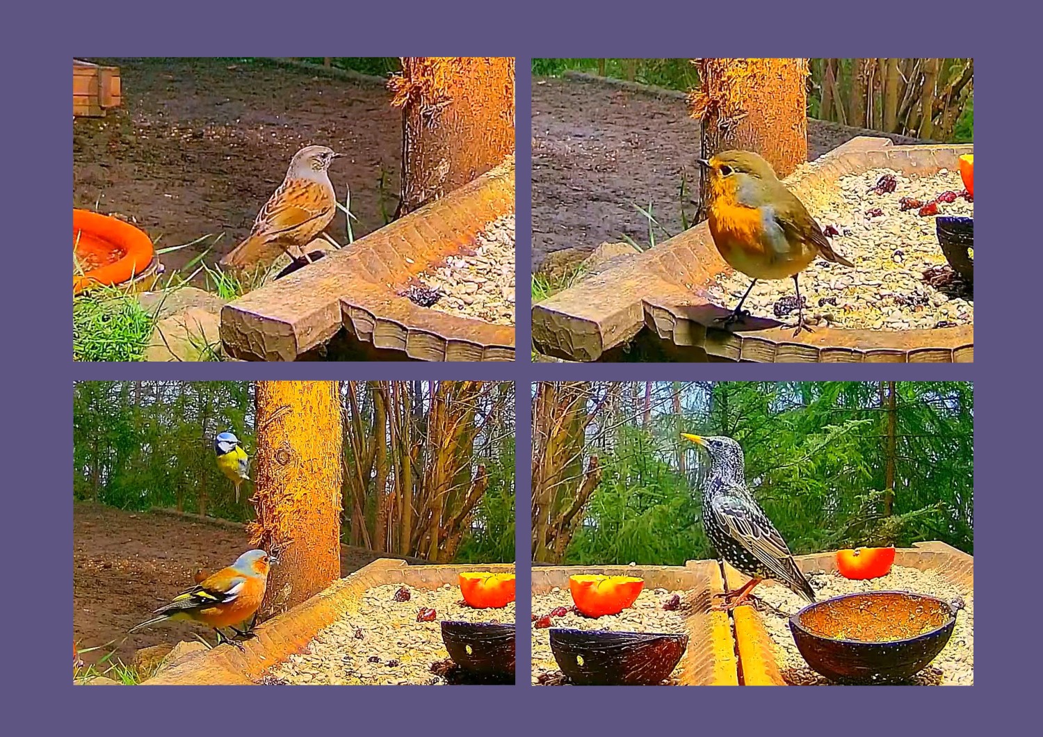 livebirdspoland_a1a8e7b418fea3faefaaa038253c9c5e.jpg