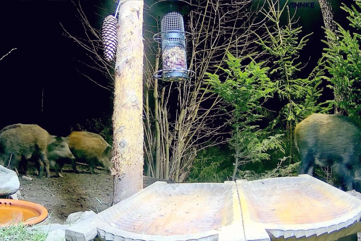 livebirdspoland_7e15bee34463fe15bd483bc11bbae53b.jpg