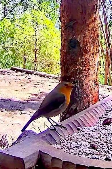 livebirdspoland_00116818232f8d9303c2a45d09aebbac.jpg