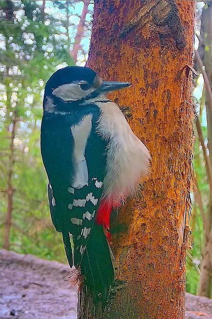 livebirdspoland_51bc9eaed352e2ccb5c11b416284422f.jpg