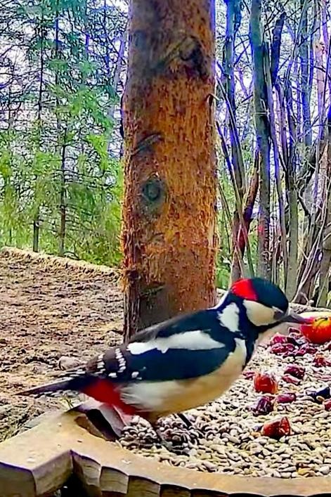 livebirdspoland_3da201fe977706e0ed903332e931ccfe.jpg
