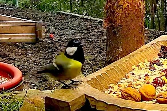 livebirdspoland_a9a4887378a8caad5ed23622ccbdafd3.jpg