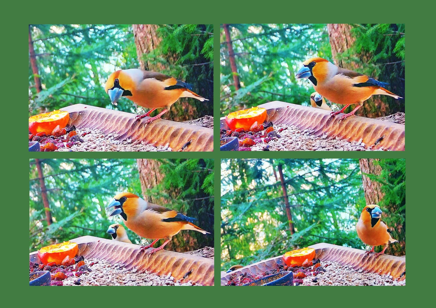 livebirdspoland_ce9b7a6a9123bb9e55b8da6aeebd9465 (1).jpg