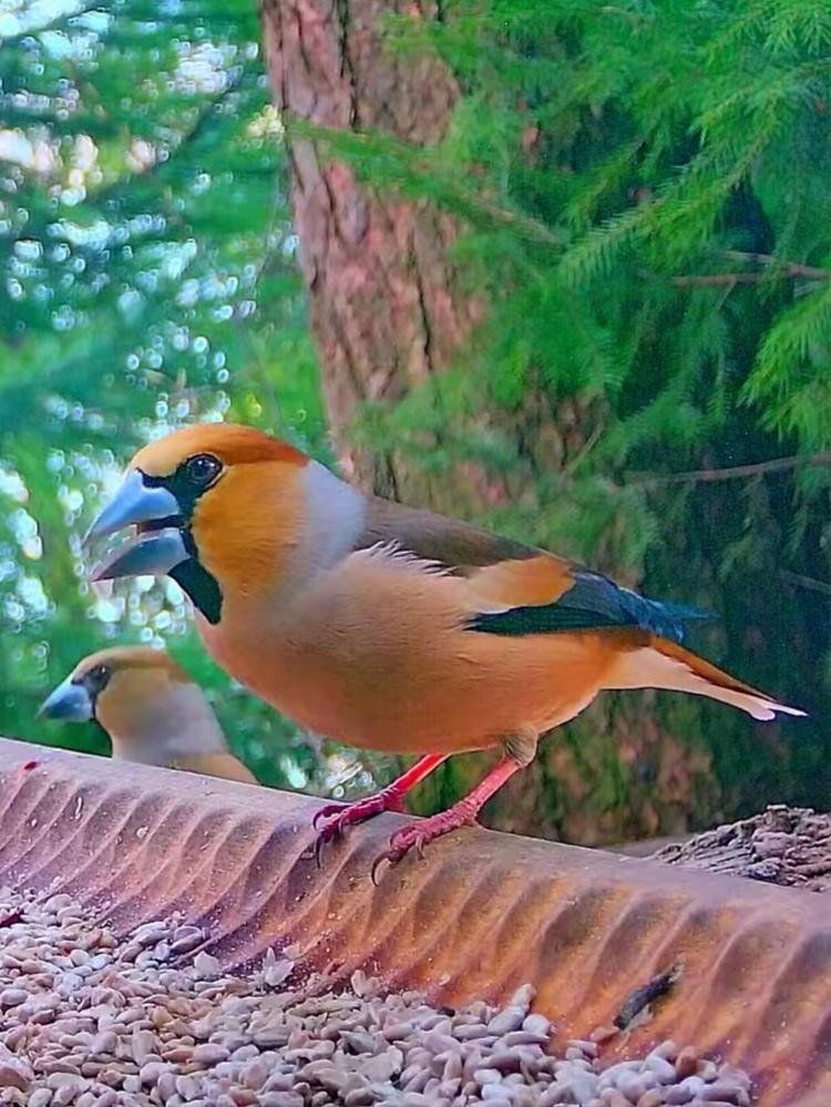 livebirdspoland_91a9d29ff26a1bbe2ddfb244f78853e9.jpg