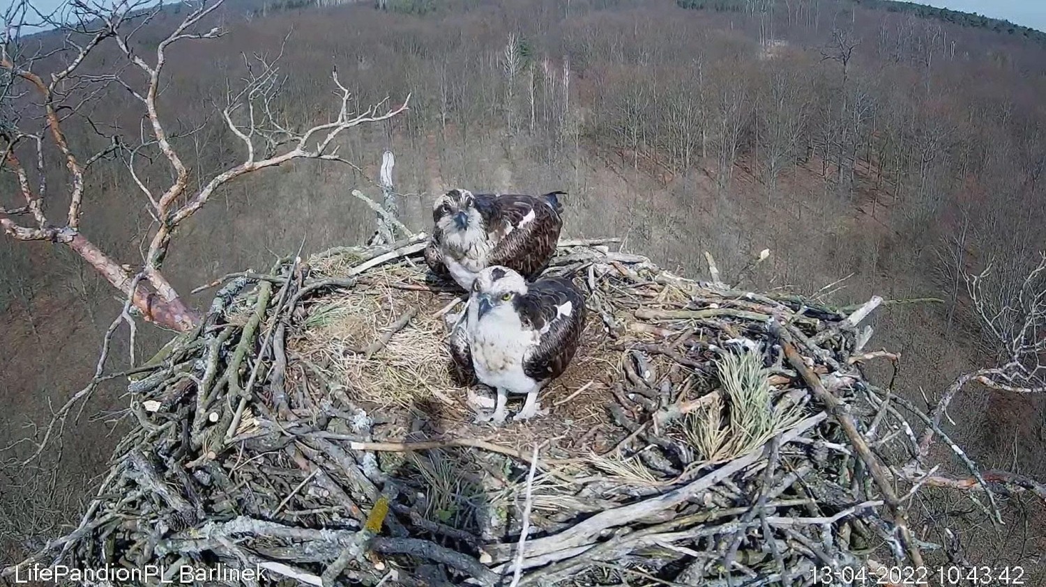 livebirdspoland_02b9394d460978f5f4a278e2e93e98e9.jpg