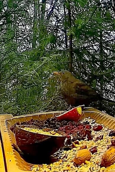 livebirdspoland_3135bedaaa1a8b5bd28d51995fa20836.jpg