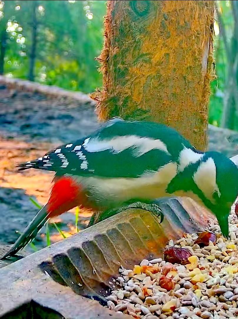 livebirdspoland_7daf2b8c2691a05dda50aac8f05a2662.jpg