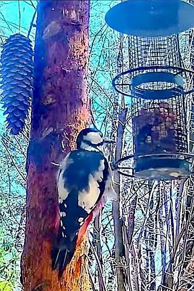 livebirdspoland_7074a8469037170a9b74e05465b31e3f.jpg