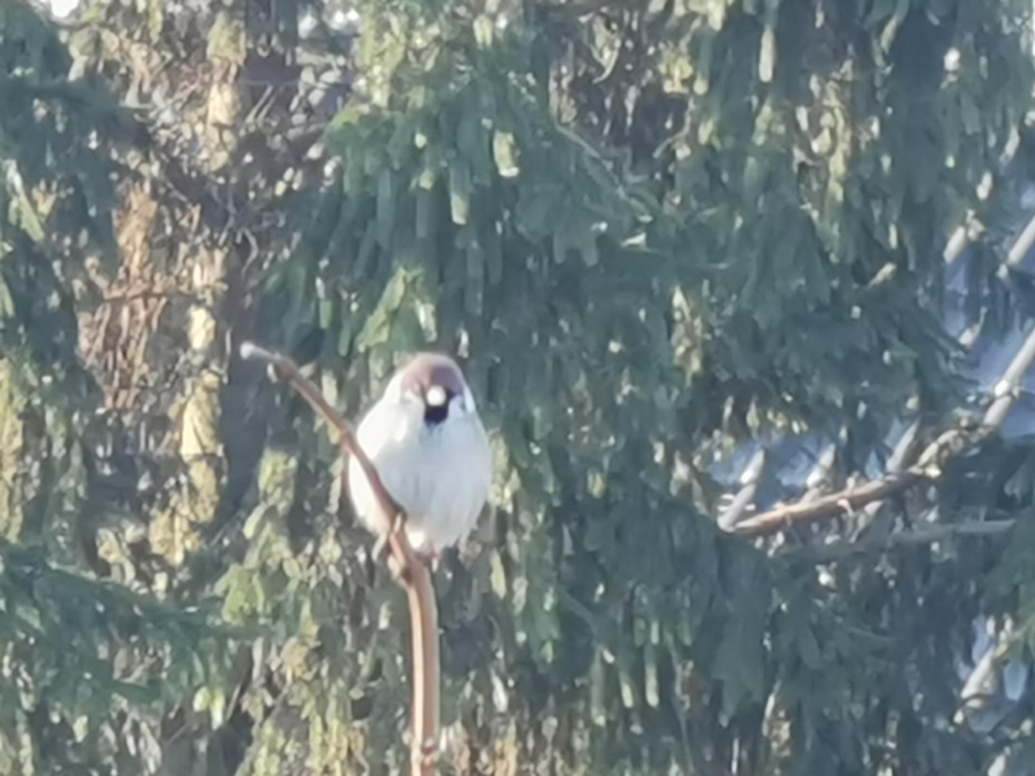livebirdspoland_29c5db9e9a702f2a9845511081caf61f.jpg