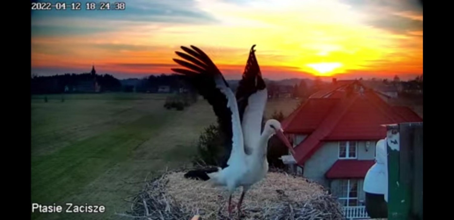 livebirdspoland_98c4dcbe0f91a6d3a6ac0f555a313fd0.jpg