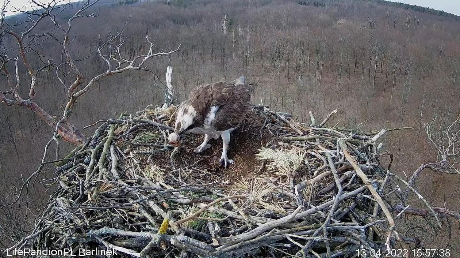 livebirdspoland_e61704c4c6c7d2773ae5f0ab352e276e.jpg