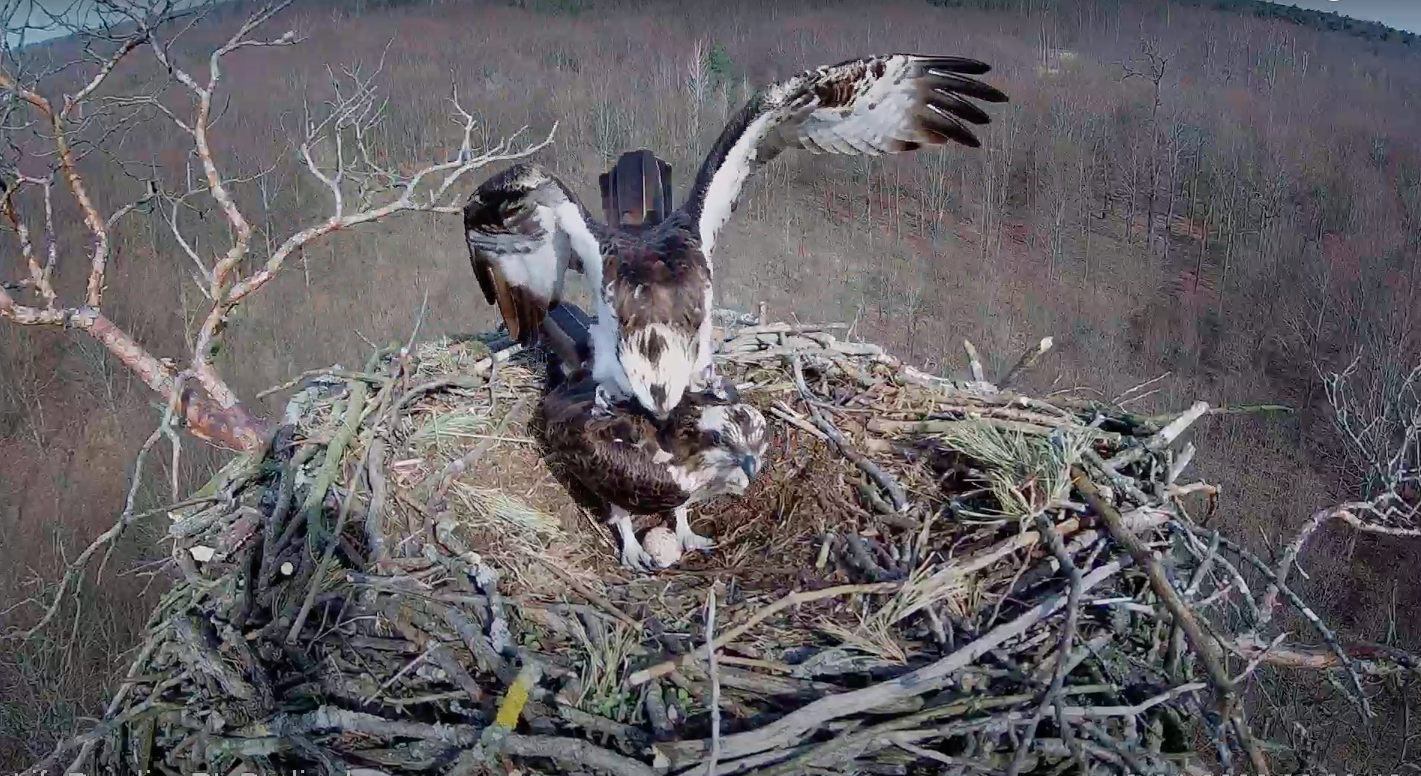 livebirdspoland_8bd6f5695c4f4f6e0a881a05d692a40c.png