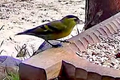 livebirdspoland_fe4777c515e448cc1fd0fc11a09db36a.jpg