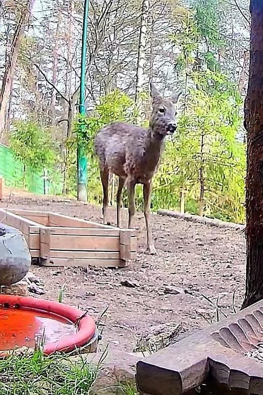 livebirdspoland_d878c6b403084e70b8644ee06d27dd30.jpg