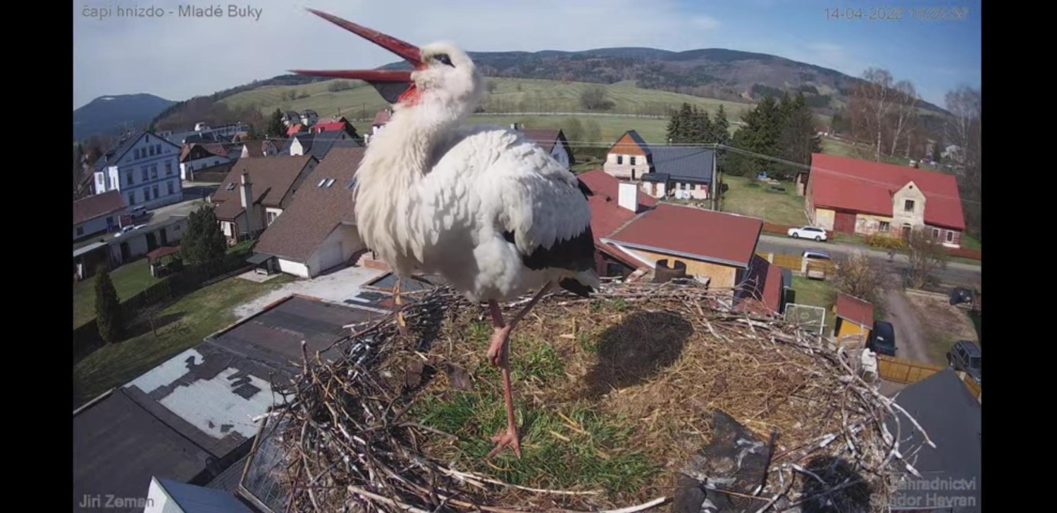 livebirdspoland_90f5748d2ec1c5fe5faf0f8e2137ee9e.jpg