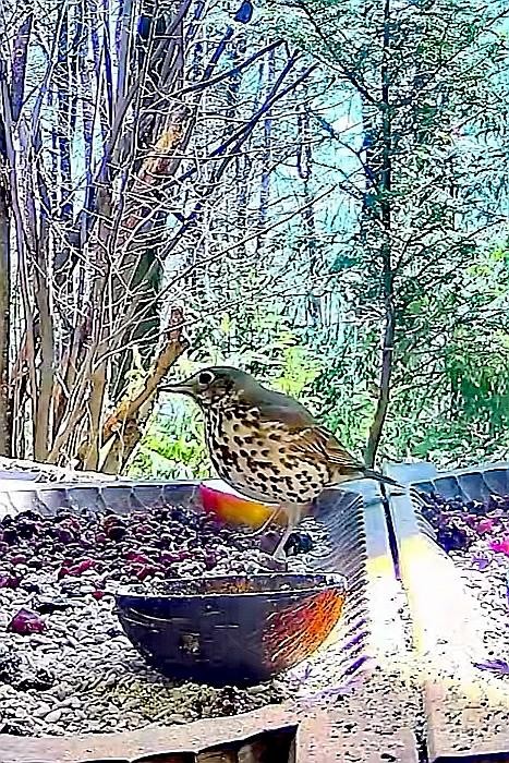 livebirdspoland_7c5db2acf4deb4e89e8b959945168f5d.jpg