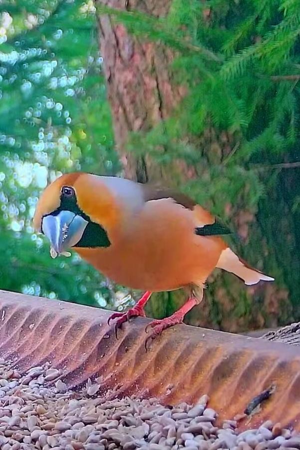 livebirdspoland_fba998ed676097a86ee75b319bd882c3.jpg