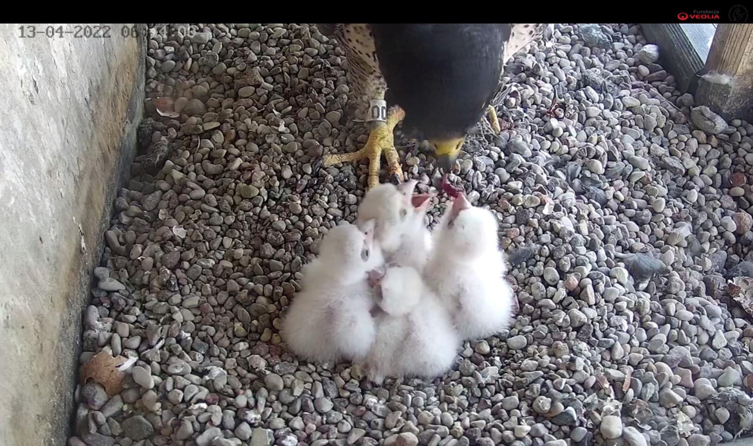 livebirdspoland_3df934beebf4ca1044bb616f1479c541.jpg