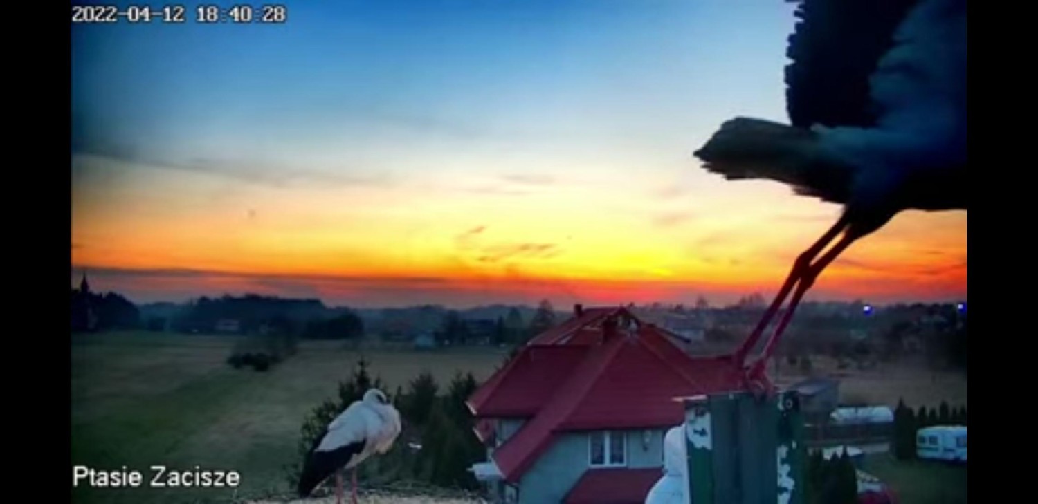 livebirdspoland_a49f832417392573eefd8919f50bbc9e.jpg
