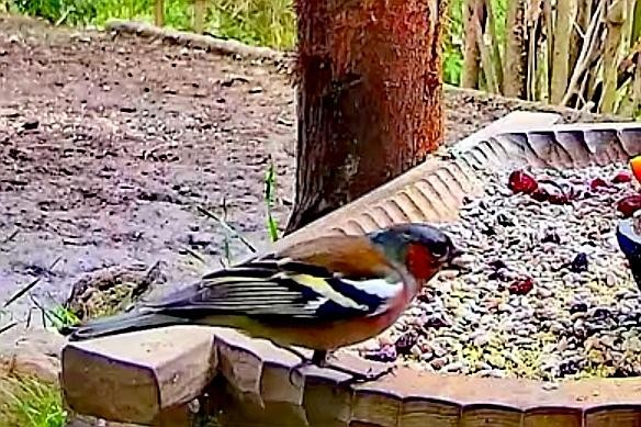 livebirdspoland_cdc3a7dbe7bb64b5fbabcb459b9a1b9f.jpg
