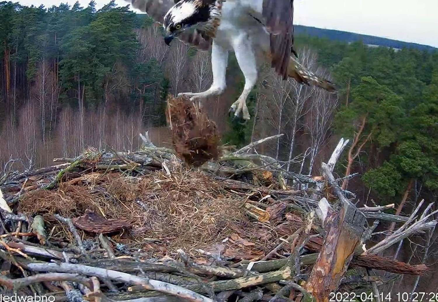 livebirdspoland_52bb7cbd06fdf3338729145d73f772f2.jpg