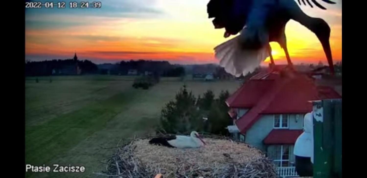 livebirdspoland_eebb35078273b42f012724ef1fc4fef6.jpg