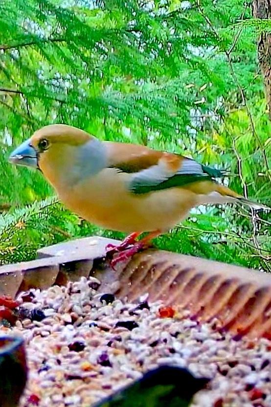 livebirdspoland_bf58d3152298dfbaca8260a78e065a07.jpg