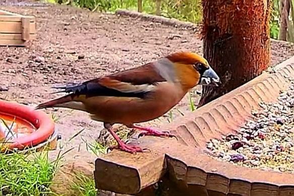 livebirdspoland_29781cc93d6e2c6c9f4d4d48cfe7cd13.jpg