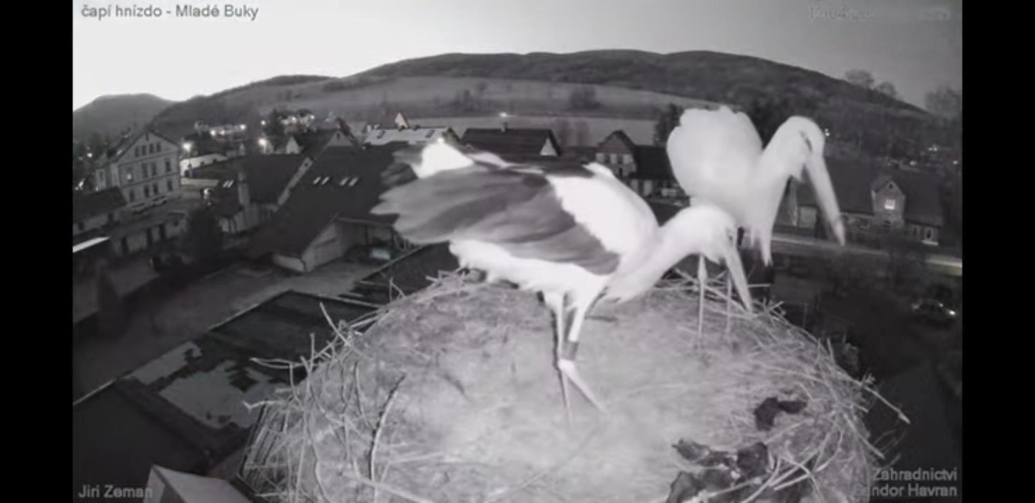 livebirdspoland_a9a726e193aa4e1528255130ed689ccf.jpg