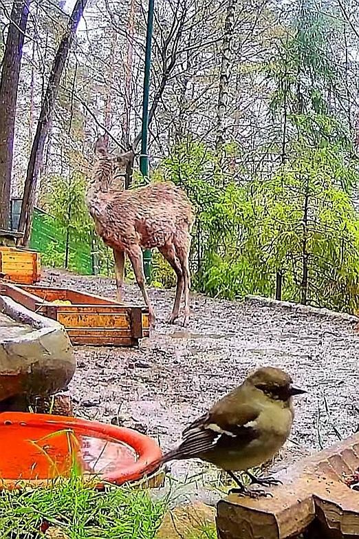 livebirdspoland_bf4ab651187fd5e8b78b6f935a7190ec.jpg