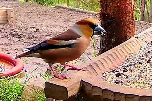 livebirdspoland_e06bc3cb43a7be97e305d892f3bf5bf5.jpg
