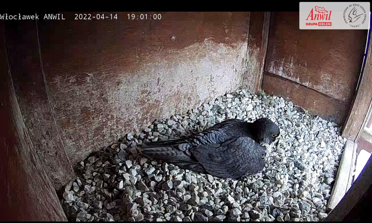 livebirdspoland_67d0c36f0ef70aa3b71fc22107c14635.jpg
