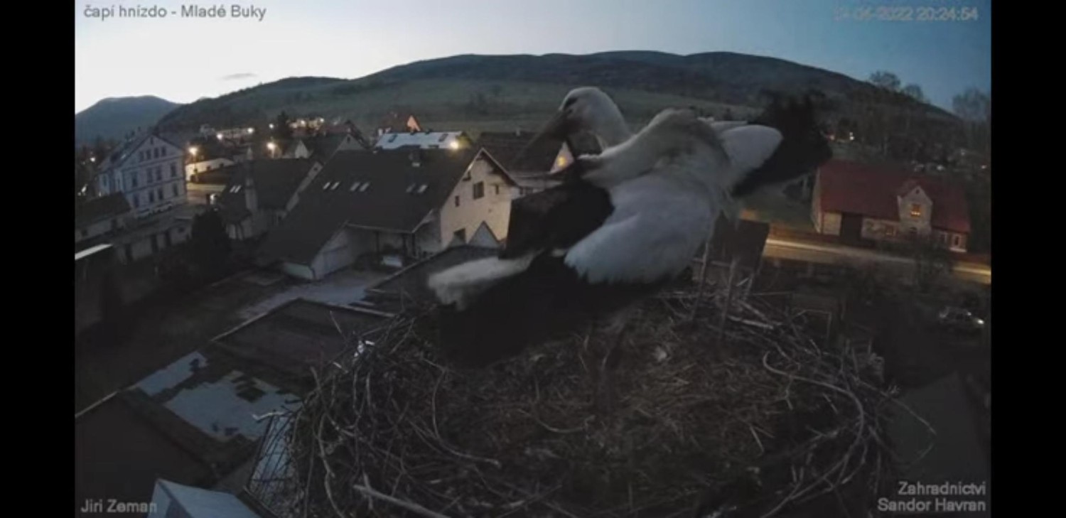 livebirdspoland_e4572b790e1e5bd24de7f79a2745fc8b.jpg