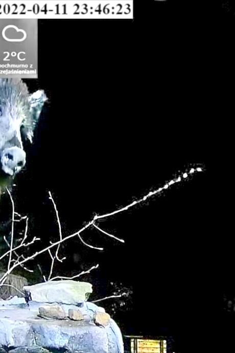 livebirdspoland_8207ee786a21fc505e96bc56959ce6a7.jpg