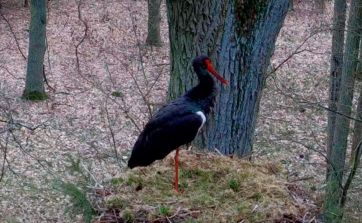 livebirdspoland_e6d6029bef43cdb34854bdf9939c2aa4.png
