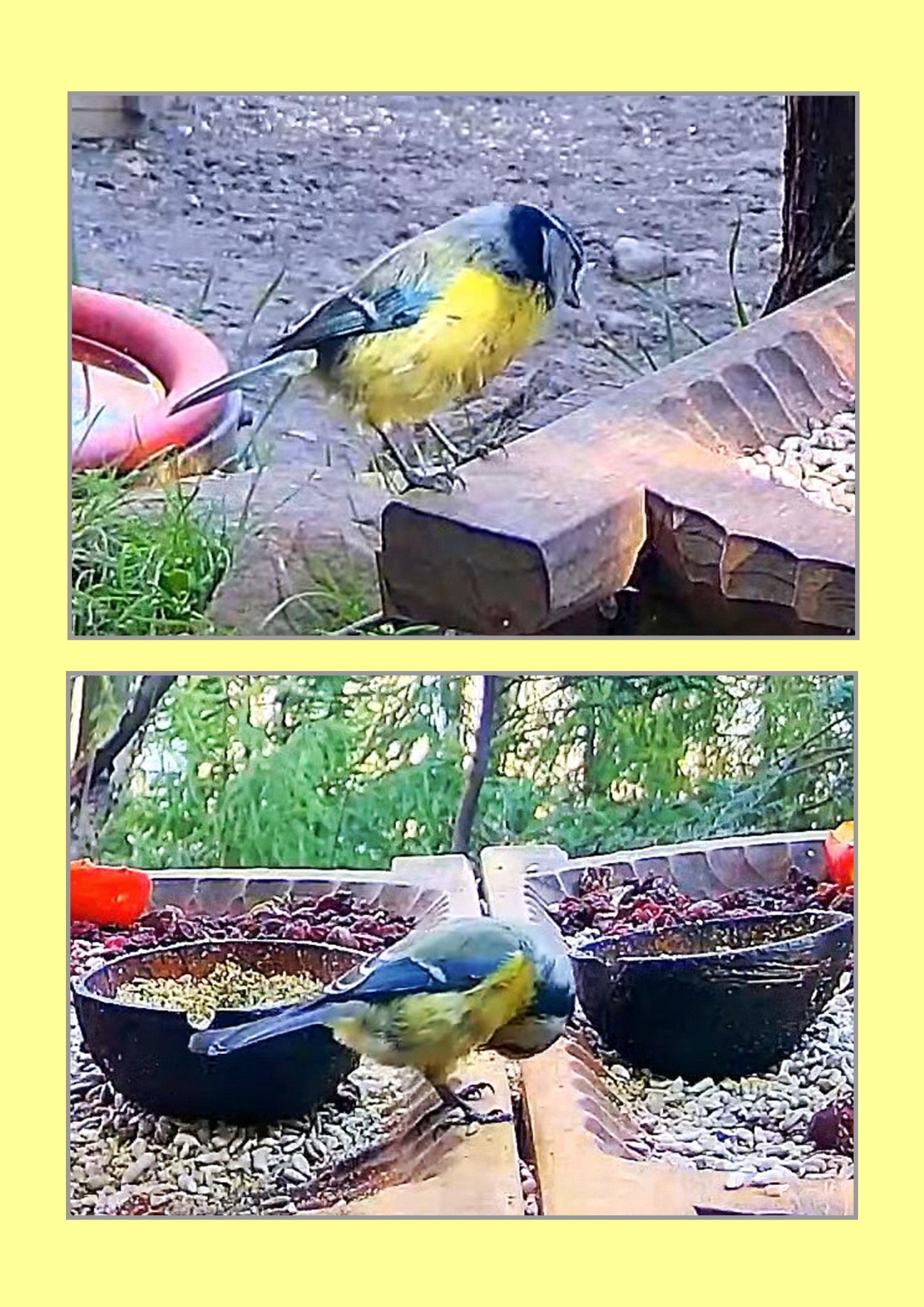 livebirdspoland_4c01b7a0cac8983c1159caed9f6c8e60.jpg
