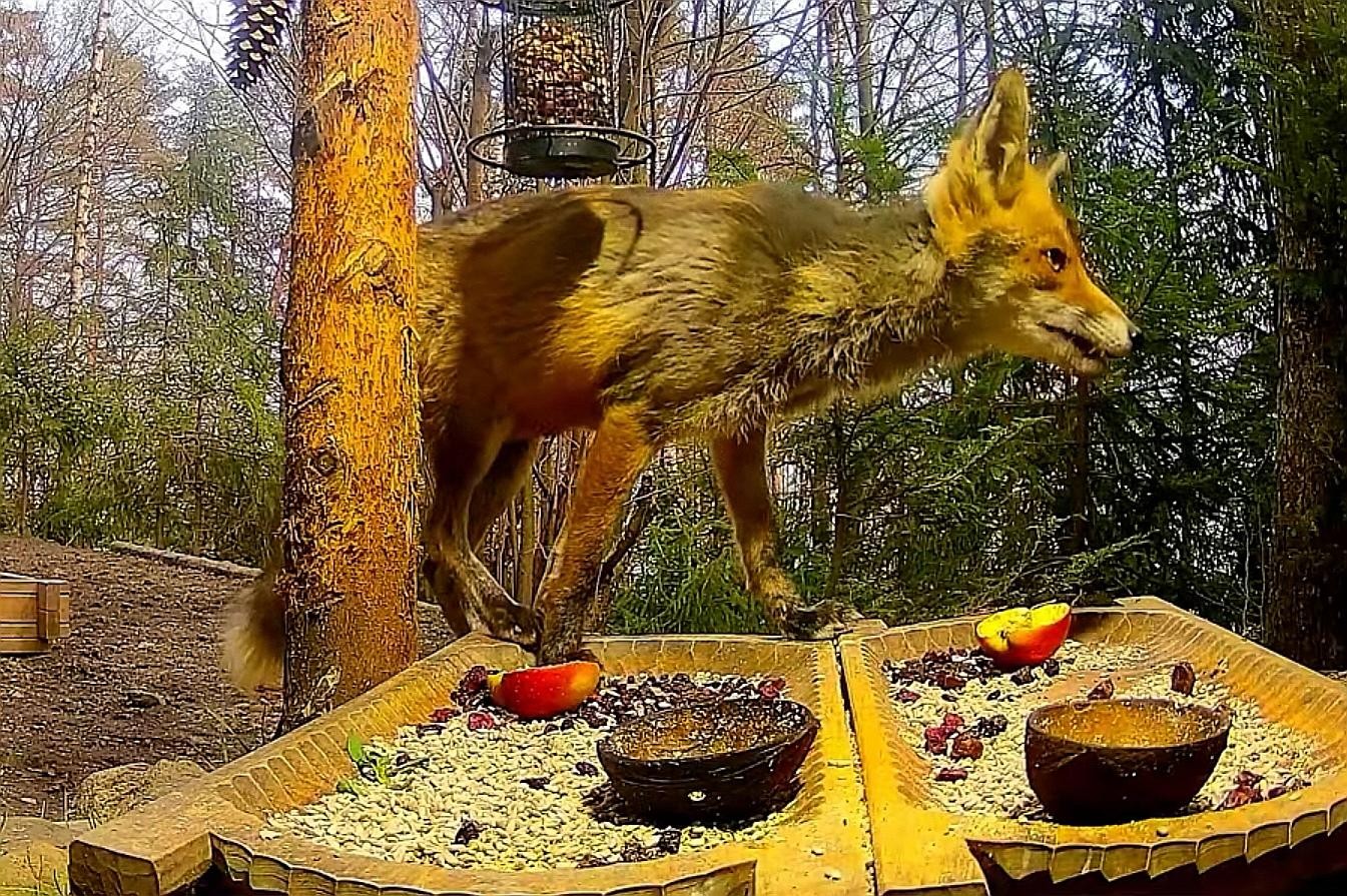 livebirdspoland_4f5ff88a97d8465cf4f07fe025bde5ec.jpg