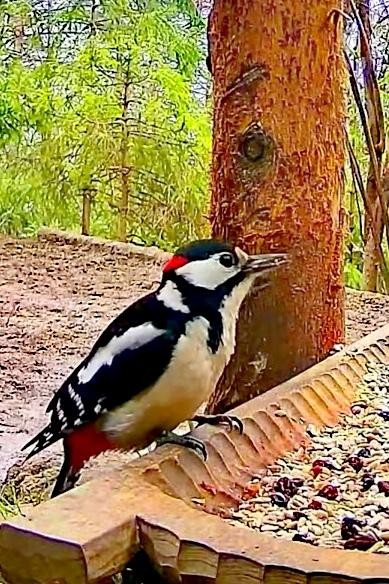 livebirdspoland_8fc370023cd4cd3b958cfff4d6aba1ef.jpg