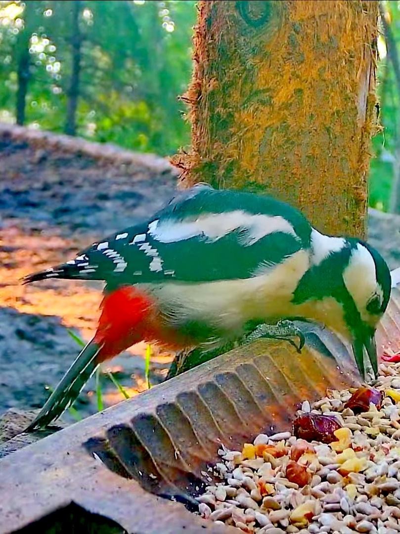 livebirdspoland_e78c07ad1e20fd189c2d6de0562db318.jpg
