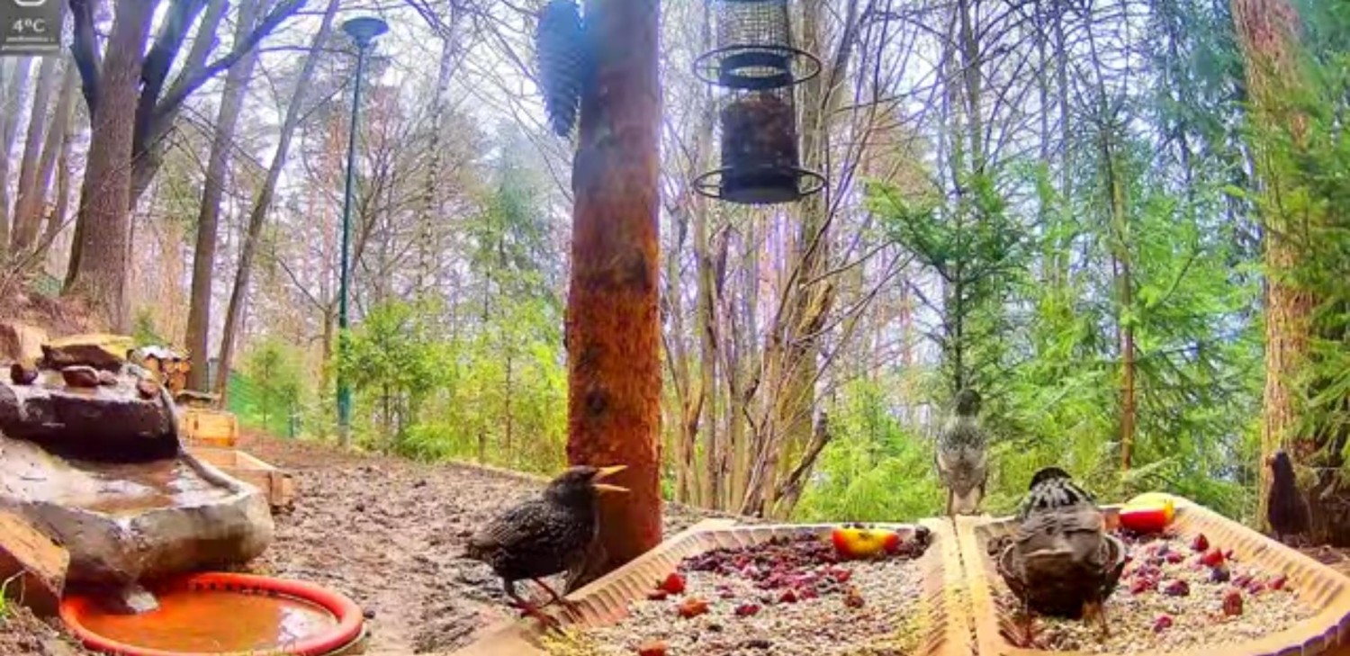 livebirdspoland_09c0767f89c4b5299543f7d8f43360ba.jpg