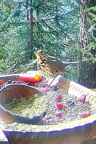 livebirdspoland_ace6b65f2ca266d73f03f3a335be83b2.jpg