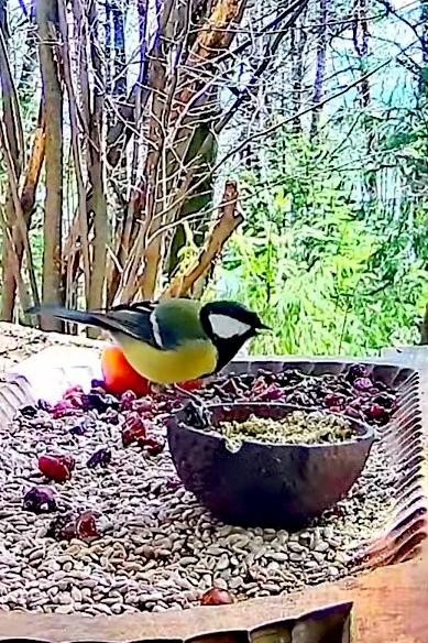 livebirdspoland_57477c378f323d0b8a8c354f15b9211c.jpg