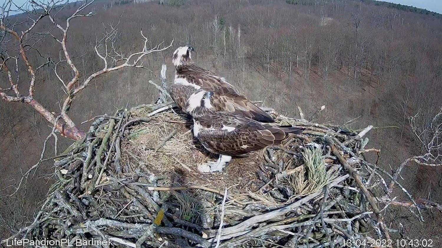 livebirdspoland_1b1b85b7dd672aab4e445c52354d74f3.jpg