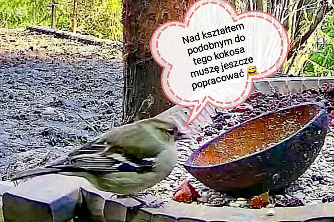 livebirdspoland_875165e8ea6cfcdb06ac8b3b7f531501.jpg